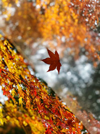 Close-up of maple leaves on tree