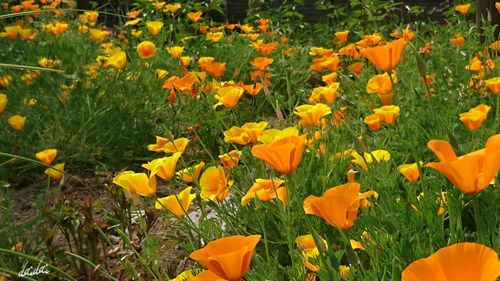 Yellow flowers blooming outdoors