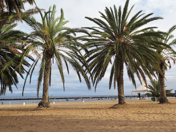 Palm trees on beach against sky