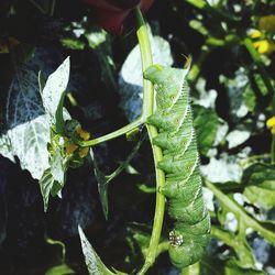 Close-up of green leaves