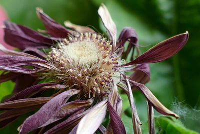 Close-up of wilted flower