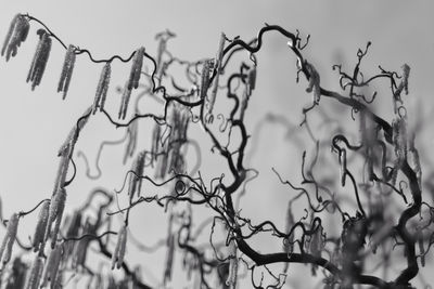 branch