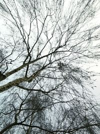 Low angle view of bare tree against sky