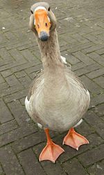 Close-up of bird