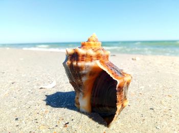 View of shells on the beach