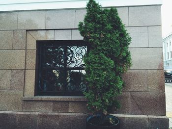 Plant growing on wall