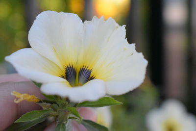 Close-up of white flowering plant