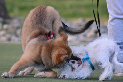 Close-up of two dogs