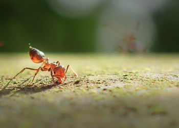 Close-up of insect on leaf