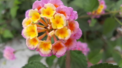 Close-up of yellow flowers blooming outdoors