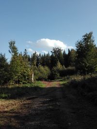 Road amidst trees in forest against sky