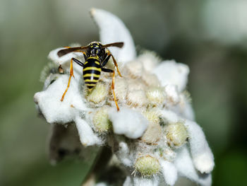 Close-up of insect on flower