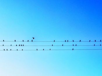 Low angle view of birds perching on cable against clear blue sky