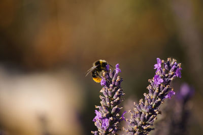 Close-up of bee pollinating on purple flower