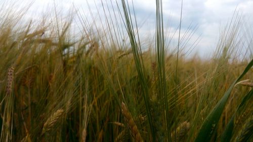 Close-up of wheat field against sky