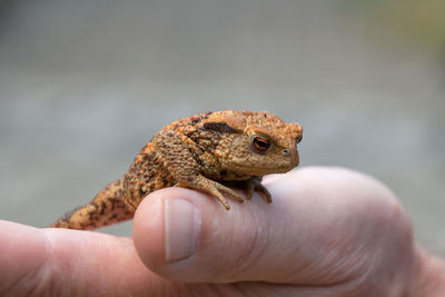 Close-up of hand holding lizard