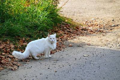 White cat lying on road