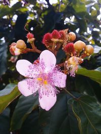 Close-up of pink flowers