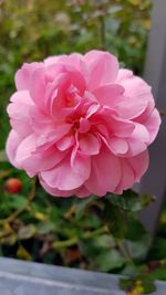 Close-up of pink flower blooming outdoors