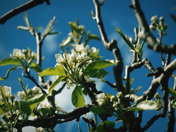 Low angle view of flowers against blue sky