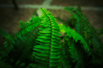 Close-up of fern leaves