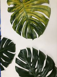 Close-up of fresh green plant against white background