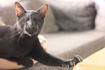 Close-up portrait of cat relaxing outdoors