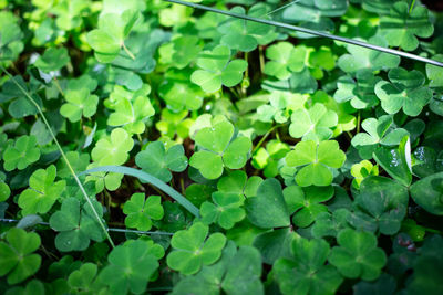 High angle view of plants growing on land
