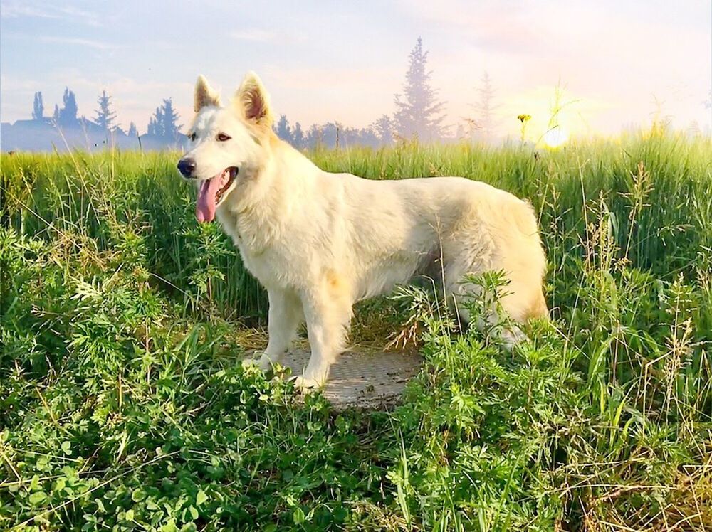 VIEW OF A DOG ON FIELD