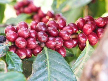 Close-up of cherries
