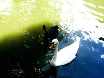 High angle view of swans swimming in lake