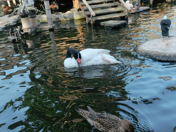 High angle view of swans swimming in lake