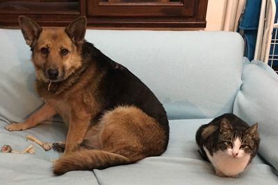 Portrait of cat lying on sofa