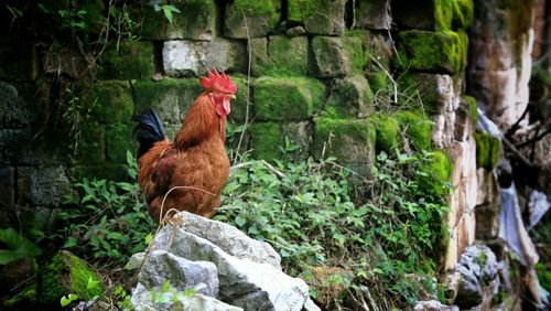 Chicken on rock against wall