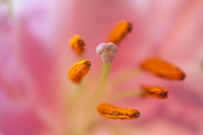 Close-up of flower against blurred background