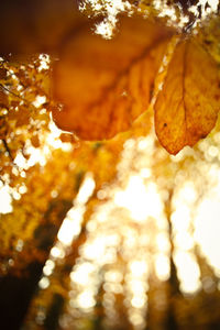 Close-up of autumn leaves on tree