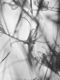 Close-up of tree against sky