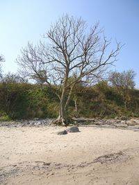 Trees on landscape against clear sky