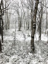 Bare trees on snow covered land