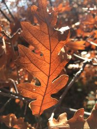 Close-up of maple leaf during autumn