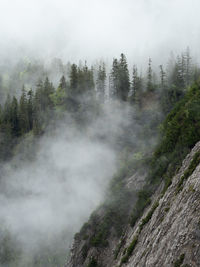 Scenic view of forest against sky