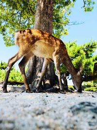 View of an animal on tree trunk