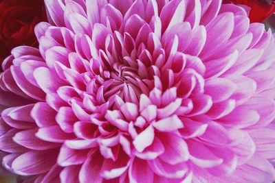 Close-up of pink dahlia