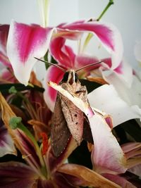 Close-up of insect on pink rose