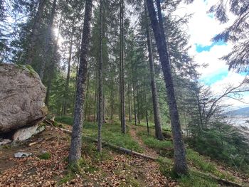 Trees in forest against sky