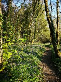 Trees growing in forest