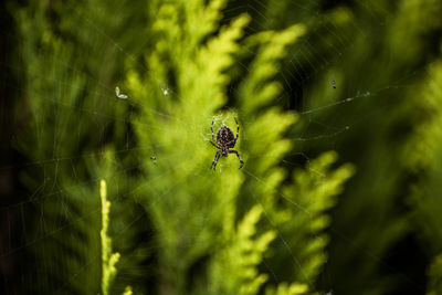 Close-up of spider on web