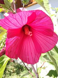 Close-up of pink hibiscus blooming outdoors