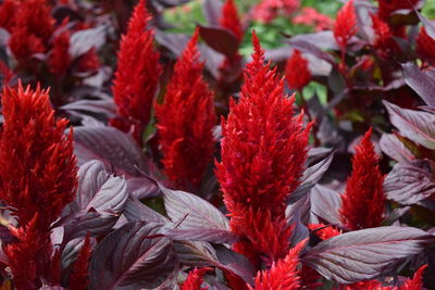 Close-up of red flowers