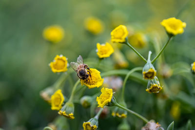 Close-up of bee on yellow flower